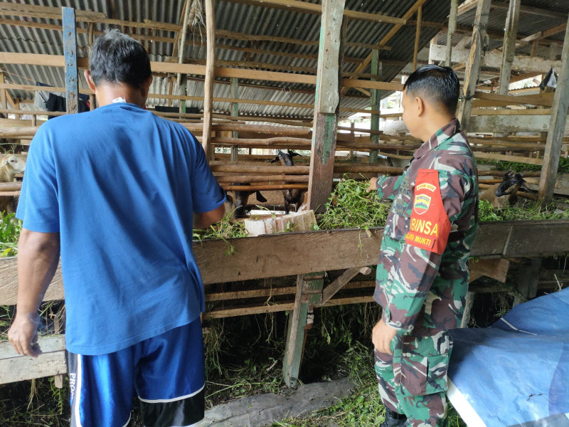 Di Peternakan Sukir, Sertu Sutarno Sampaikan Cara Mencegah PMK