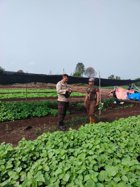Dukung Ketahanan Pangan Nasional, Polisi dan Petani di Dumai Barat Pantau Tanaman Bayam