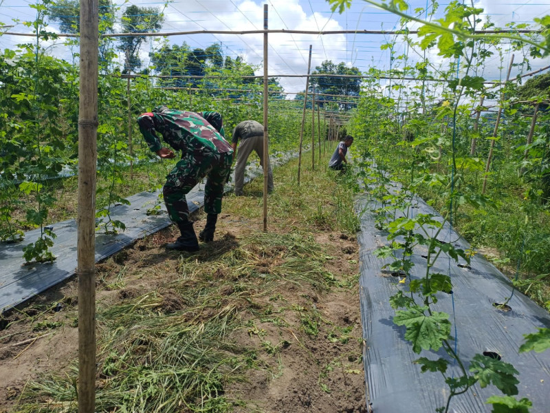 Babinsa Koramil 02/BK Sertu Misriyadi Gencar Lakukan Patroli Karhutla di Kelurahan Pelintung
