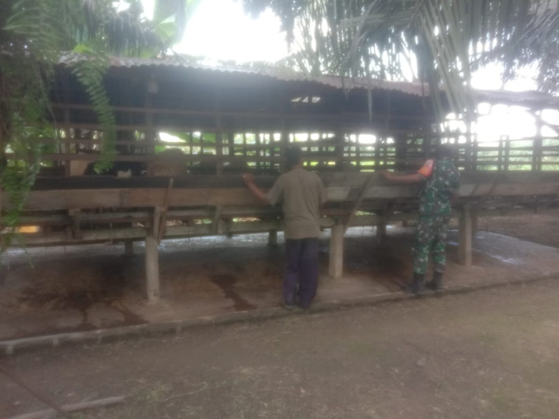 Sertu Afnal Giat Cegah PMK, Pastikan Ternak di Desa Binaan Tetap Sehat