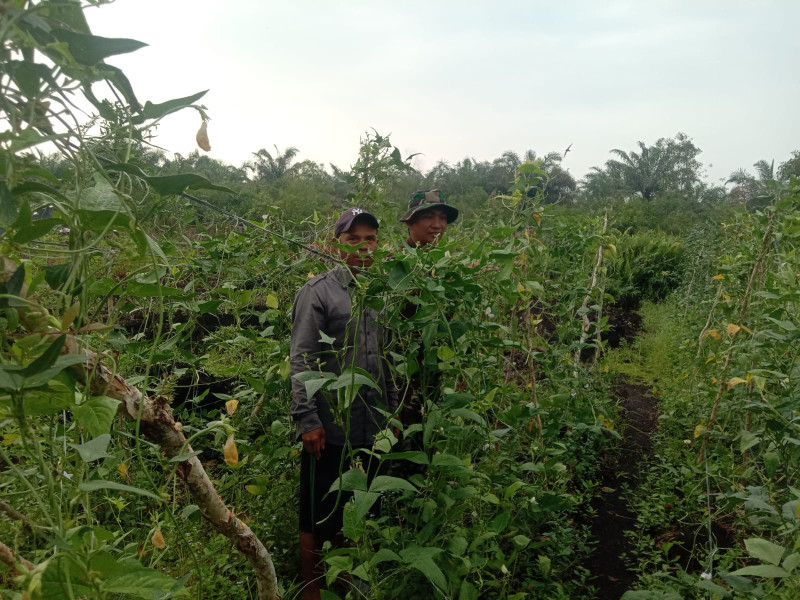 Memberikan Edukasi Tambahan Kepada Para Petani, Babinsa Serda Priyo Laksanakan Pendampingan
