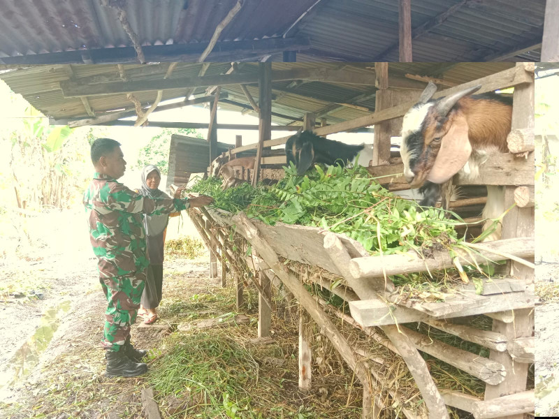 Pencegahan PMK Oleh Sertu Mahyudin, Sekaligus Sampaikan Untuk Menjaga Kebersihan