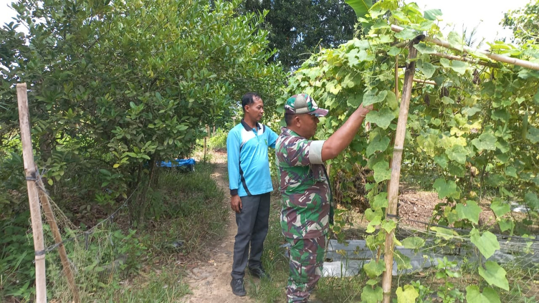 Babinsa Koramil 02 Dukung Swasembada Pangan, Pendampingan Tanaman Gambas di Kelurahan Bukit Nenas