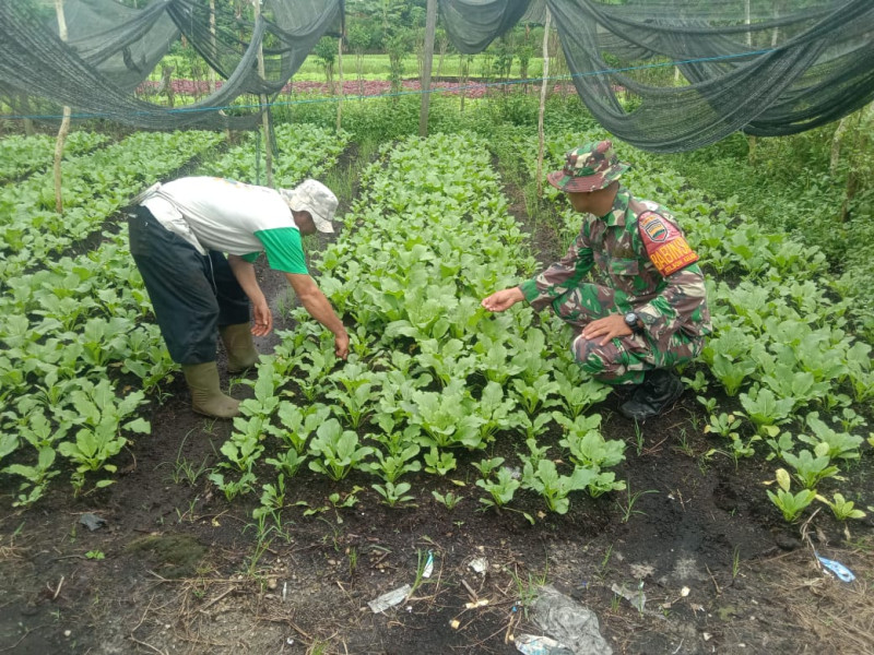 Peningkatan Nilai Ekonomi Sawi Dengan Melaksanakan Pendampingan Oleh Serda Priyo Sudarmo
