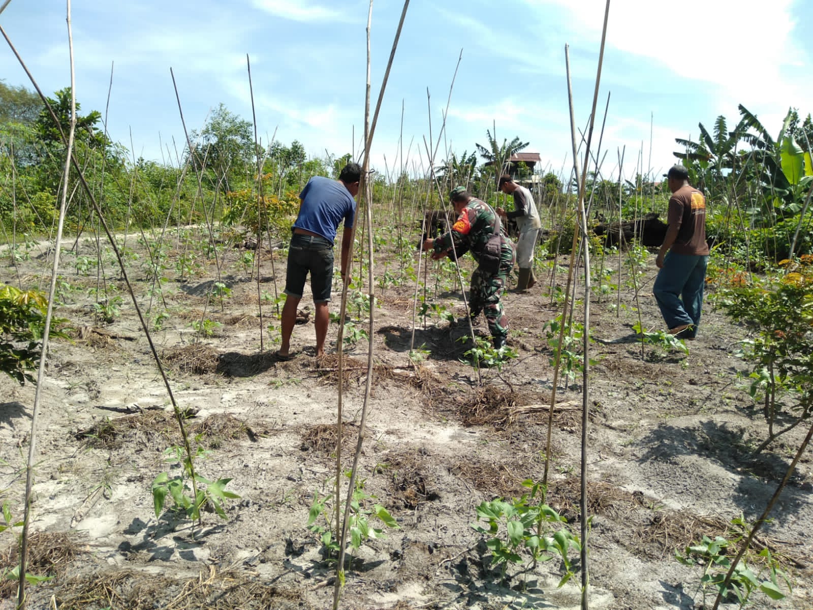 Serka Fahrizal Purba Dampingi Petani Untuk Jaga Ketahanan Pangan