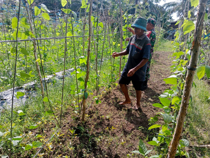 Babinsa Dumai Barat Dampingi Warga Menanam Kacang Panjang di RT 03