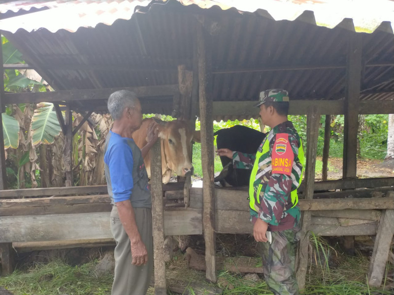 Babinsa Koramil 03 SS, Serda Iwan Sahputra Gencar Sosialisasikan Pencegahan PMK di Wilayah Binaan