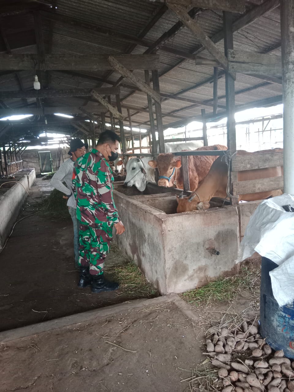 Babinsa Purnama Laksanakan Pemantauan PMK