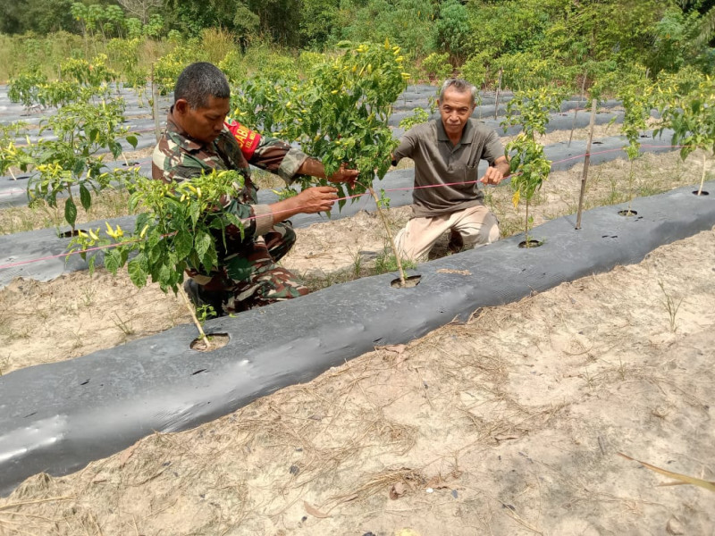 Kebun Paijo Menjadi Tepat Sosialisasi dan Pendampingan Tanaman Cabe