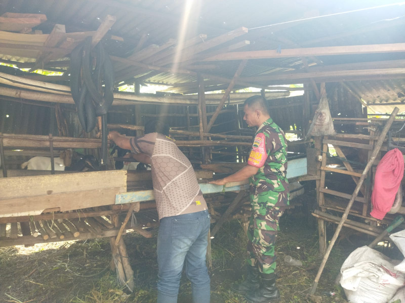 Sertu Abu Kosim Edukasi Warga Tentang Pencegahan Penyakit Mulut dan Kuku