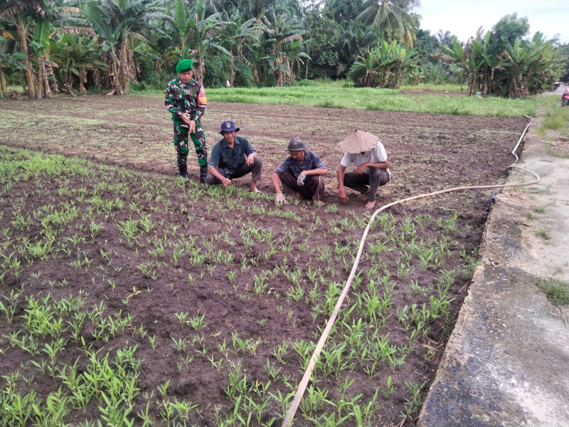 Babinsa Koramil-01 Dumai Dampingi Petani Kelola Tanaman Kangkung di Dumai Barat