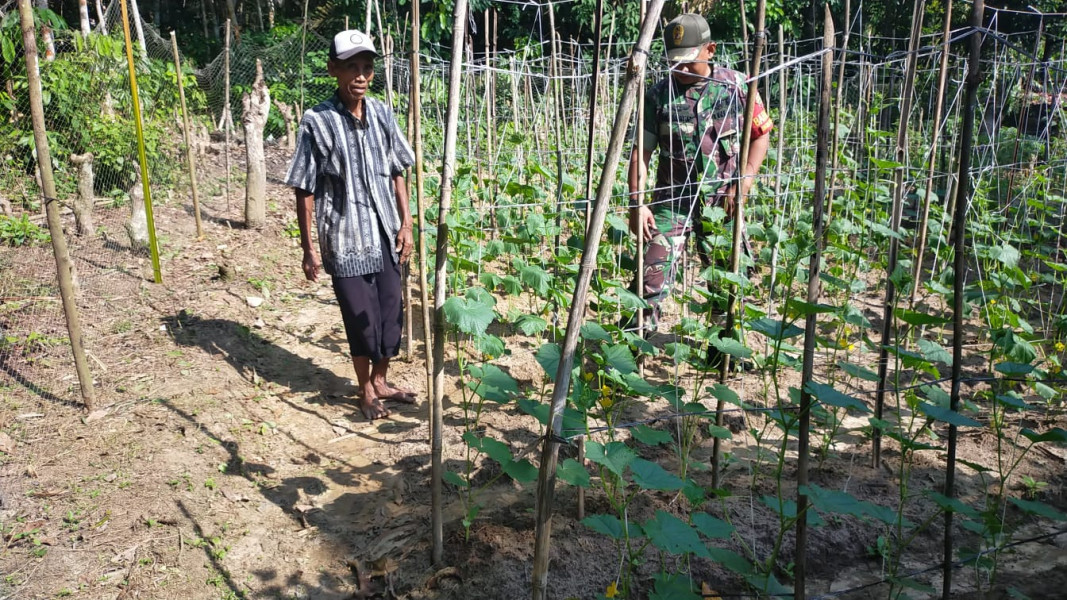 Serda Jum'at Desmanto Dampingi Warga Yang Bertani Timun
