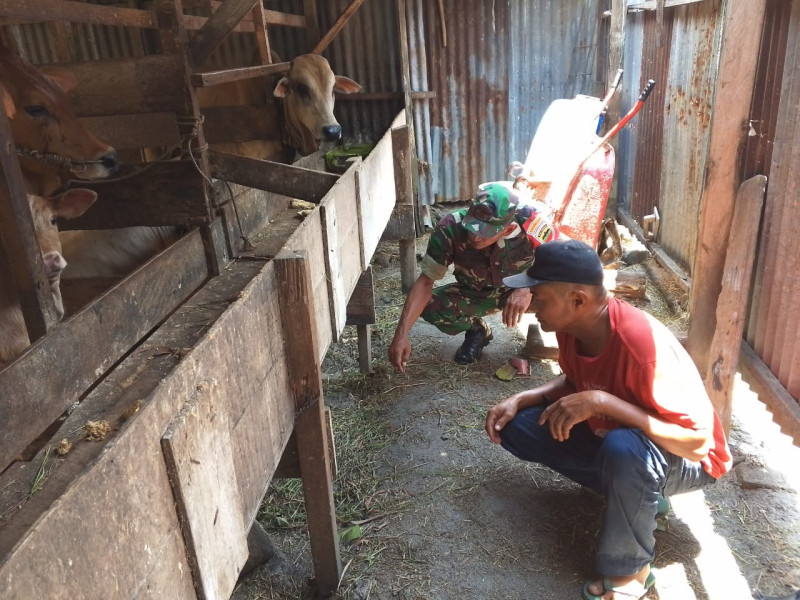 Giat Koramil-01/Dumai, Babinsa Ajak Warga Dumai Timur Cegah Penyakit Mulut dan Kuku