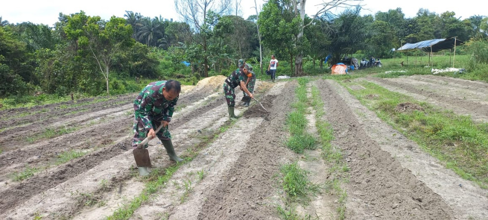 Dipimpin Danramil 02 BK, Personil Koramil Bersihkan Lahan Untuk Tanam Cabai