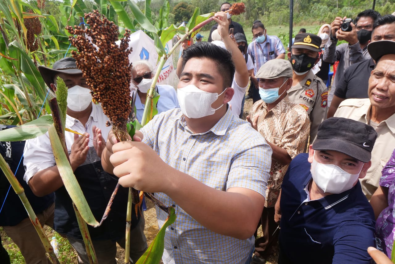 Dorong Sorgum Jadi Pangan Alternatif