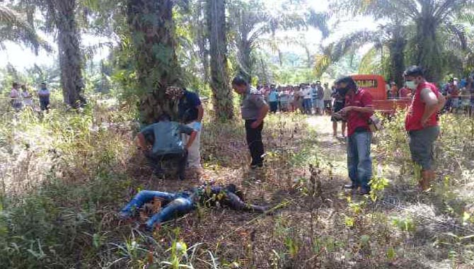 Geger... Mayat Membusuk di Kebun Sawit