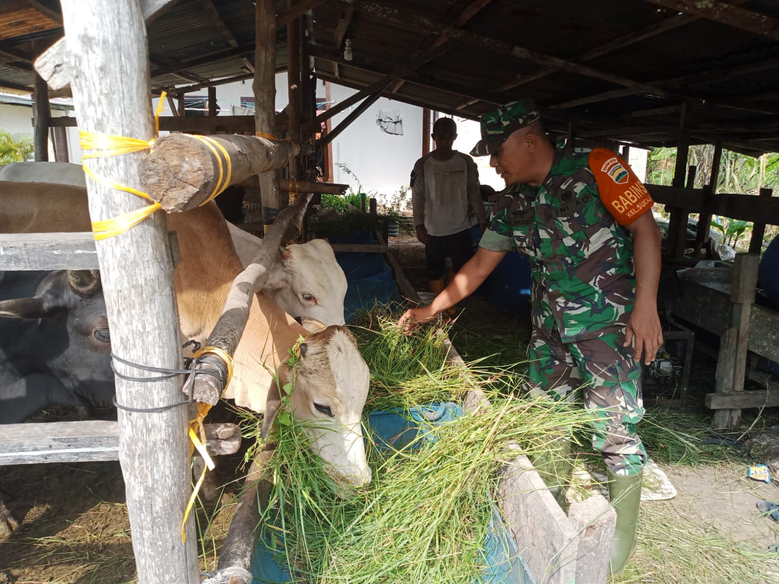 Terus Laksanakan Giat Cegah PMK, Serda Ahmad Junaidi Sambangi Peternak