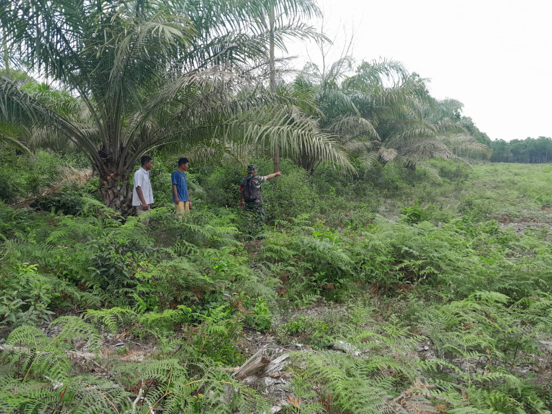 Monitoring Wilayah Cegah Karhutla Oleh Serda Cerzakatno