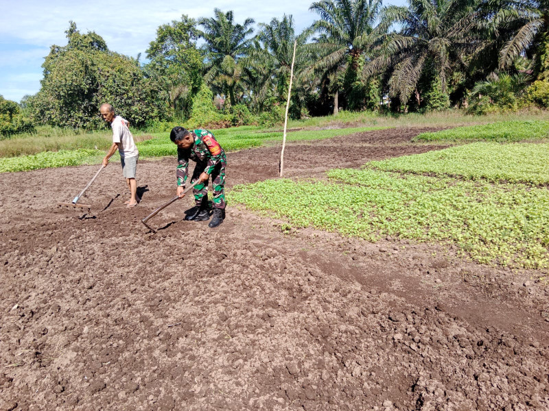Penanaman Sayur Bayam Didampingi Langsung Oleh Sertu Mahyudin