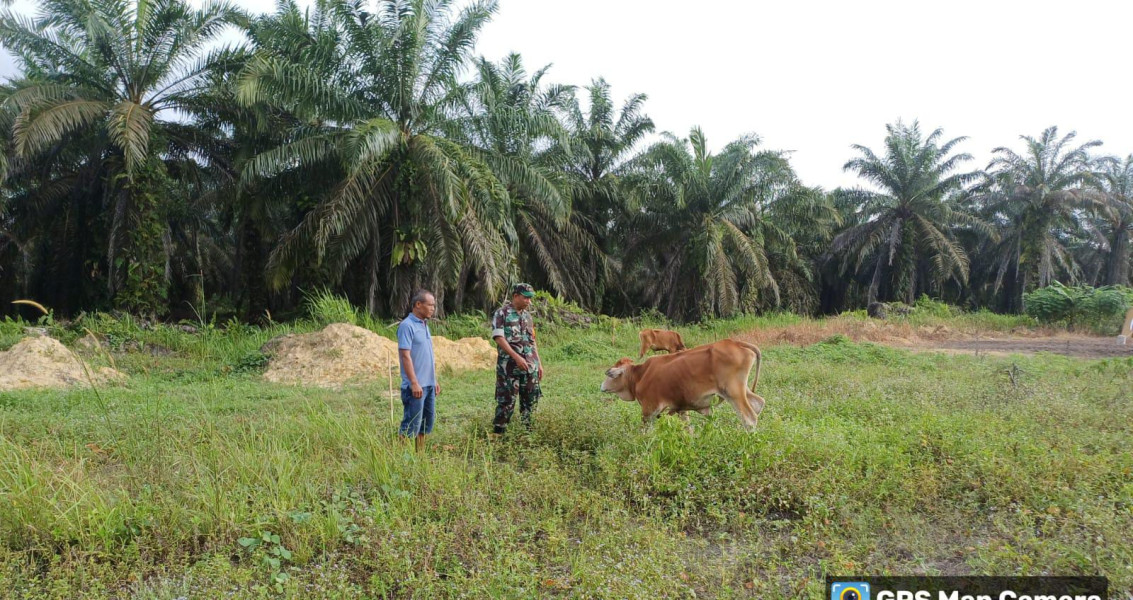 Giat Rutin Serka Aslim Lubis Dalam Pengecekan Hewan Ternak
