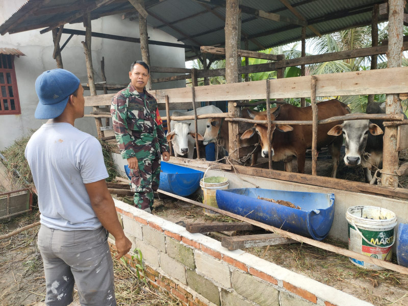 Babinsa Jaya Mukti Sosialisasikan Pencegahan PMK kepada Peternak Sapi
