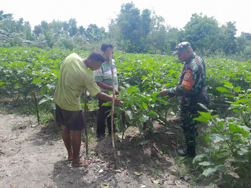 Serma F Purba Fokuskan Kegiatan Untuk Mendampingi Petani Terong