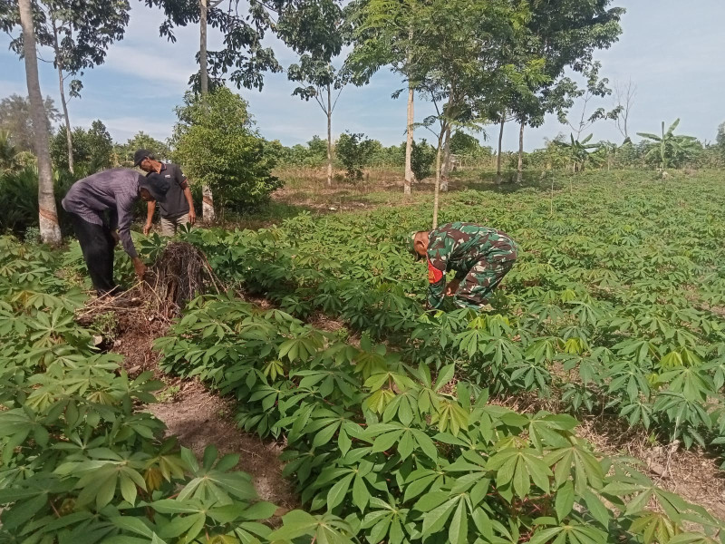 Serka Fahrizal Purba Berikan Pendampingan Kepada Petani Singkong