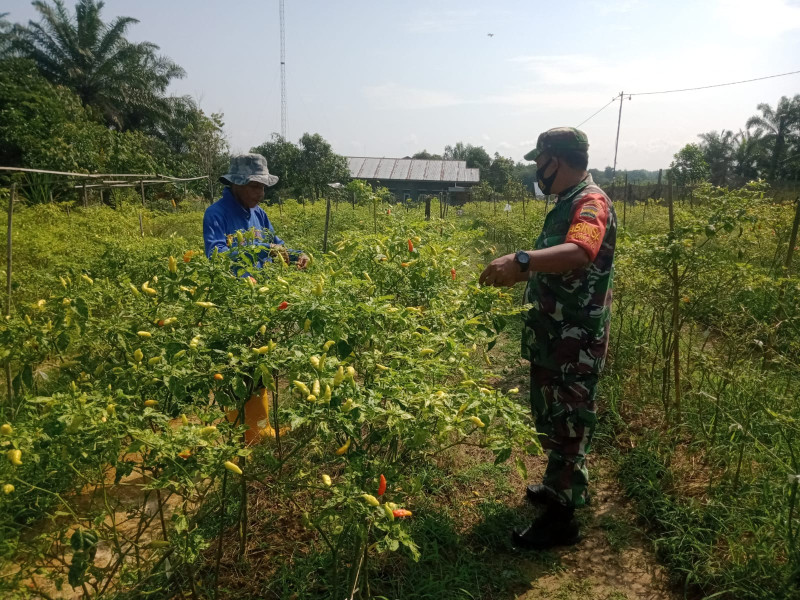 Petani Ini Senang Didatangi Oleh Babinsa