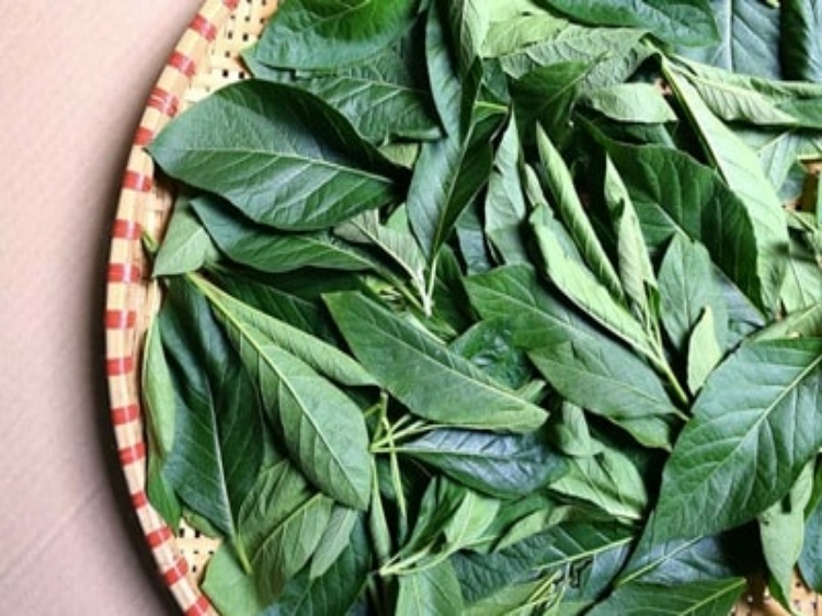 Daun Afrika, Bahan Alami Bisa Turunkan Kadar Asam Urat