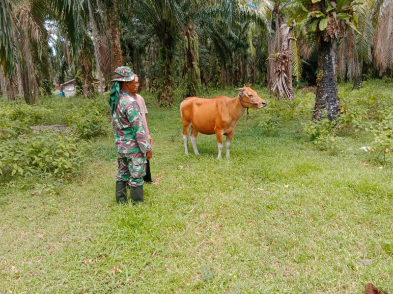 Pemantauan Wilayah Guna Mencegah PMK Dilaksanakan Serda Bambang Irwanto