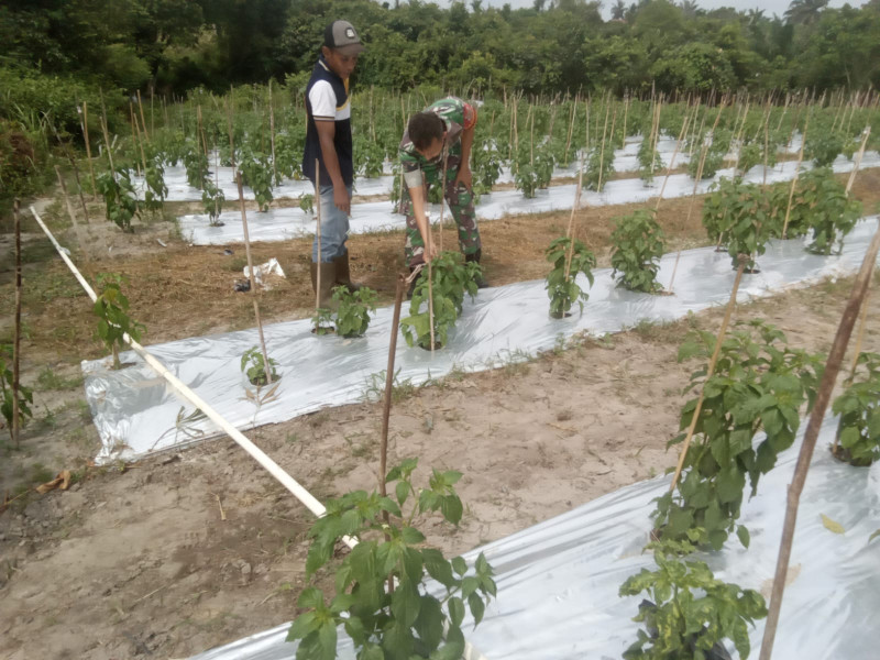 Serka Tomy Mike Laksanakan Pendampingan Kepada Petani Cabe Setan