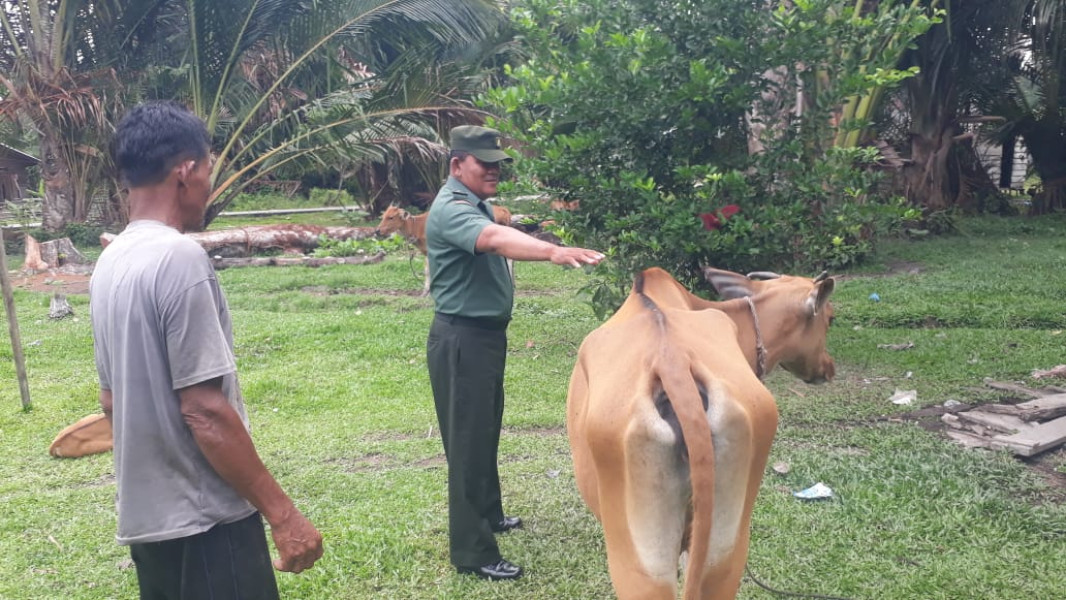 Cegah PMK, Pelda Nababan Laksanakan Giat Pengecekan Kesehatan