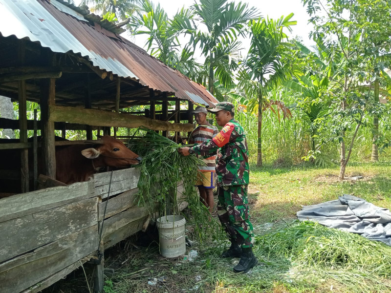 Babinsa Kelurahan Bumi Ayu Sosialisasikan Langkah Preventif PMK