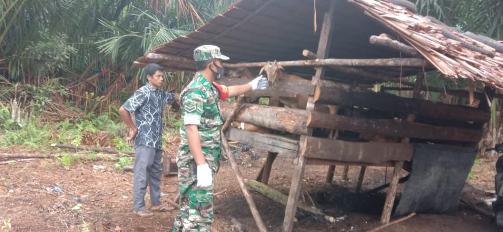 Pastikan Wilayahnya Bebas Dari PMK, Serda Edi Saputra Laksanakan Pengecekan