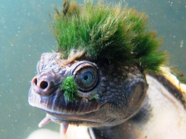 Kura-kura ''Punk'' Unik Ini Punya Fakta Menyedihkan