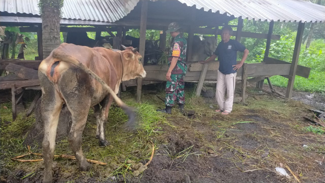 Serda Iwan Gencar Laksanakan Pemantauan Cegah PMK