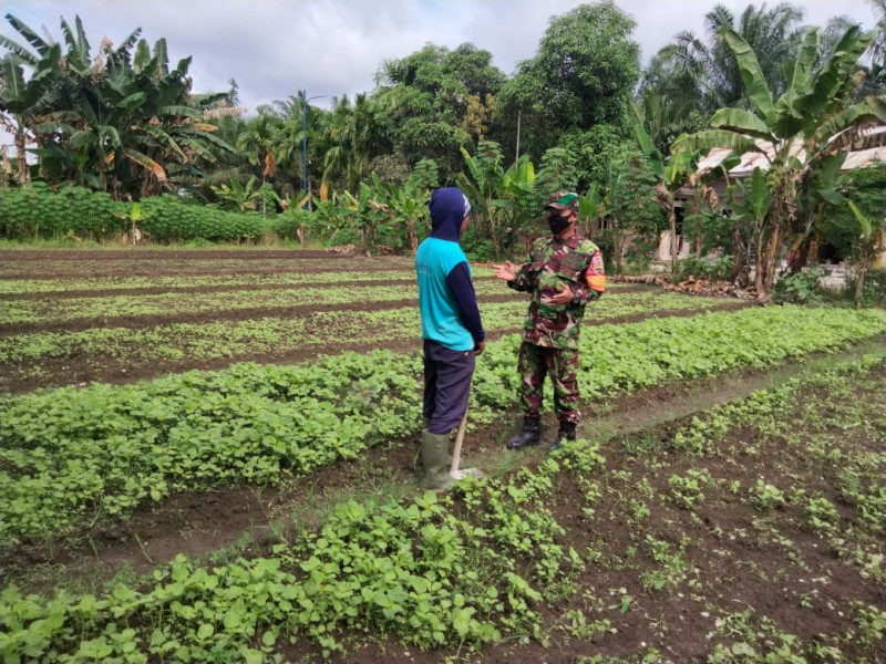 Sertu Sugianto Laksanakan Pendampingan di Kebun Milik Juhri
