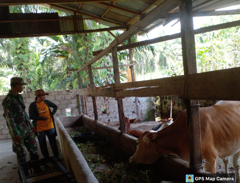 Sertu Sugianto Dampingi Peternak di Wilayah Binaannya