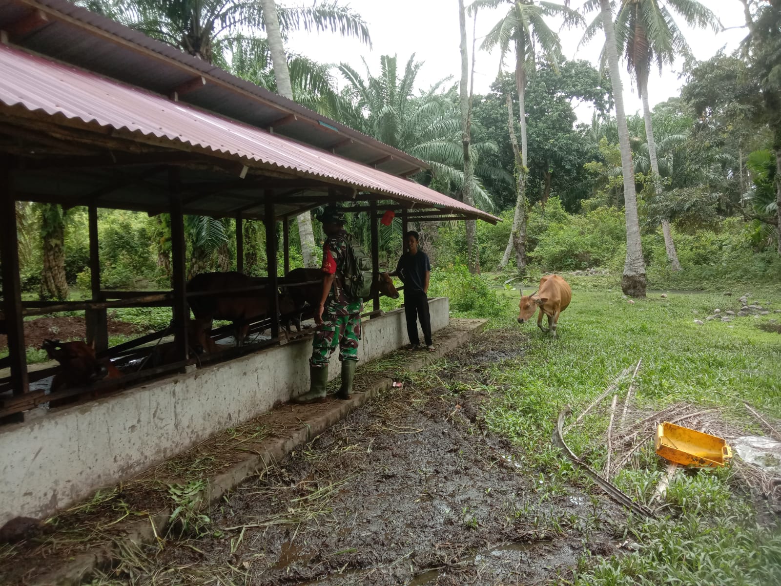 Koramil PWK 04 Laksanakan Pencegahan PMK