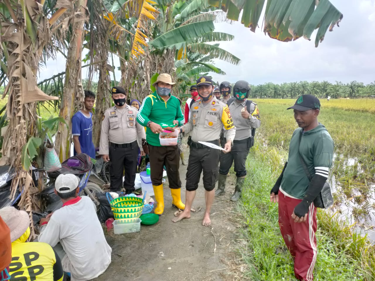 Polsek Rimba Melintang Panen Raya Padi Program Jaga Kampung Nusantara