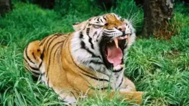 Banyak Kambing Diduga Dimangsa Harimau, Warga Labuhan Tangga Hilir Ketakutan