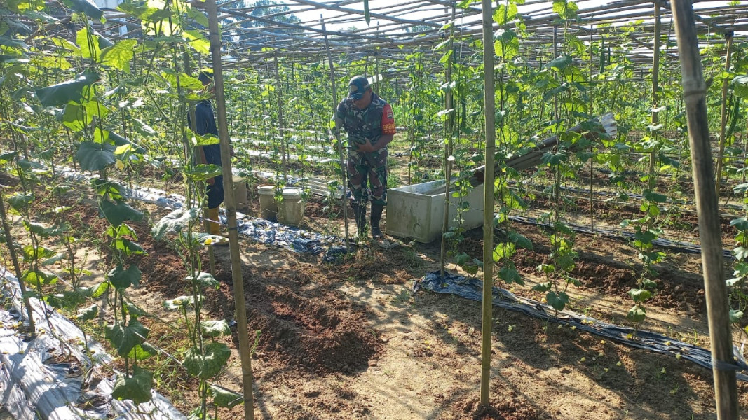 Dampingi Petani Gambas, Sertu Roni Sandra Sampaikan Hal Ini