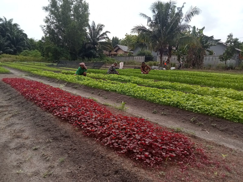 Serka Fahrizal Purba Bersama Petani Sayur Melaksanakan Penanaman Kangkung dan Bayam