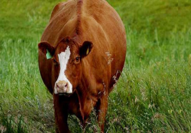 Banyak Warga AS Percaya Susu Cokelat Berasal dari Sapi Cokelat