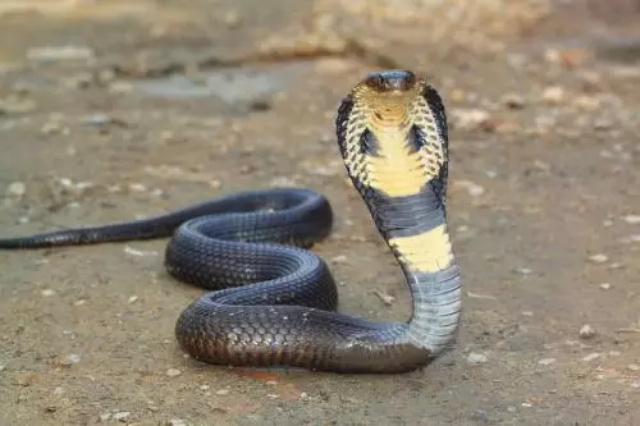Viral Kobra di Permukiman Warga, Seberapa Bahaya Bisanya?