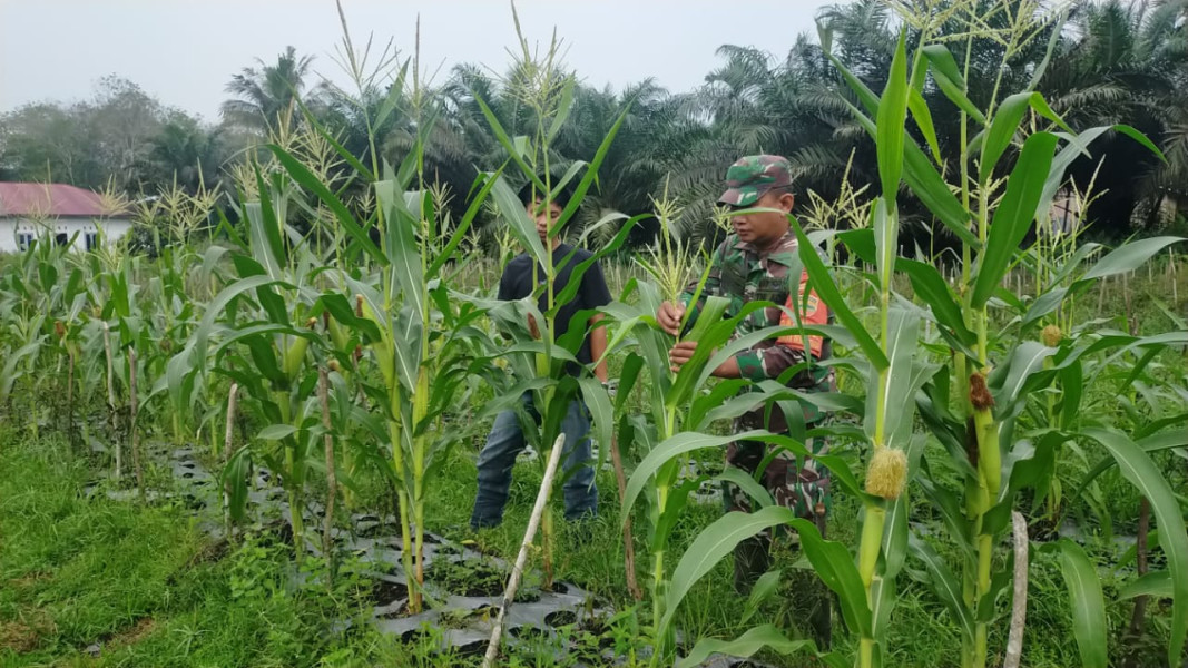 Babinsa Sertu Jum'at Desmanto Laksanakan Giat Pendampingan Karya Nyata Tanaman Jagung