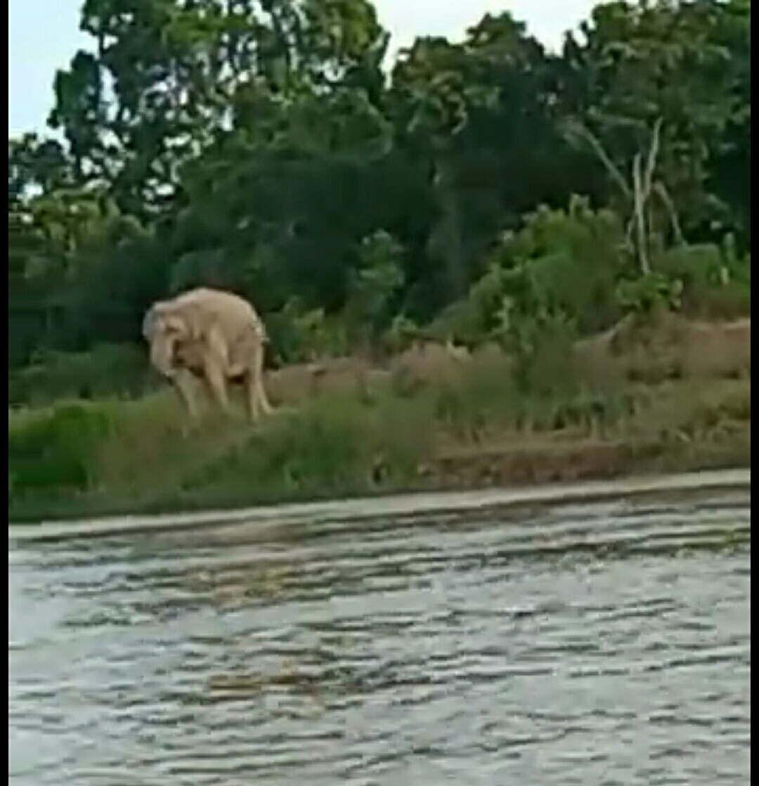 Gajah Luar Masuki Desa Sotol Langgam