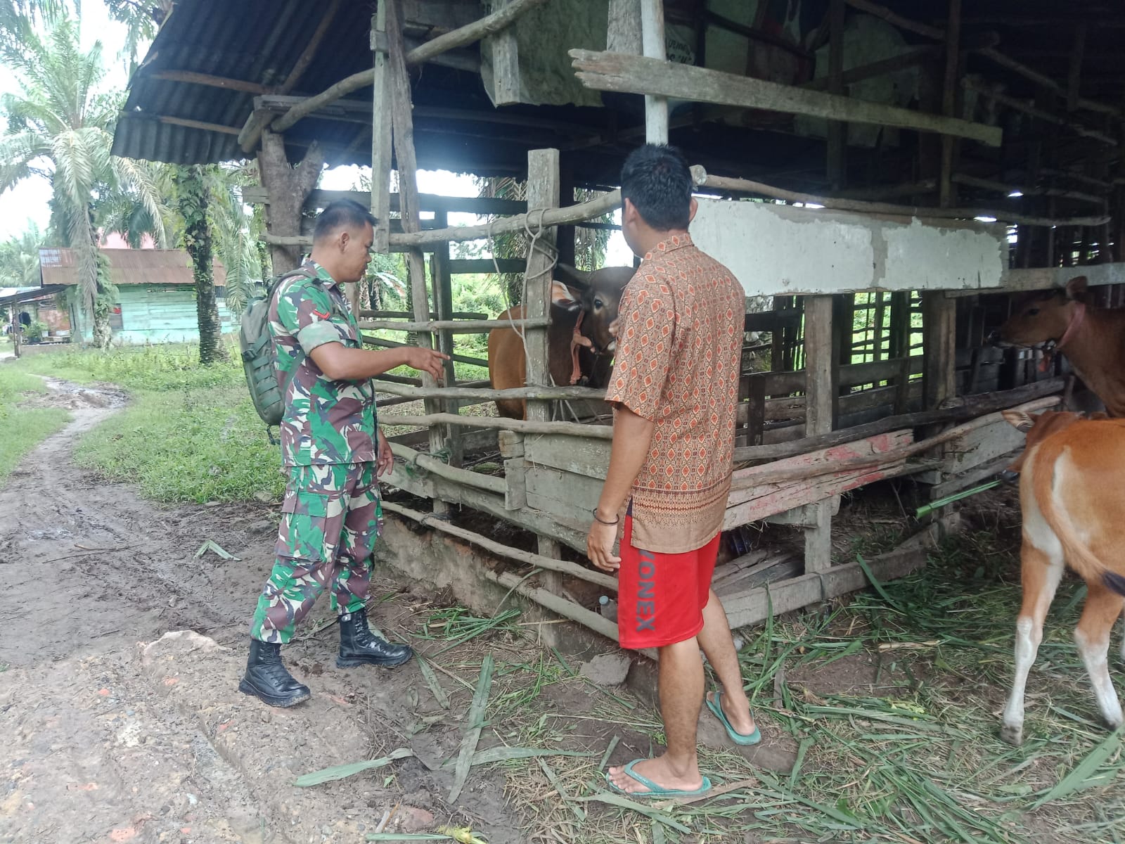 Babinsa Bukit Batrem Laksanakan Giat Cegah PMK