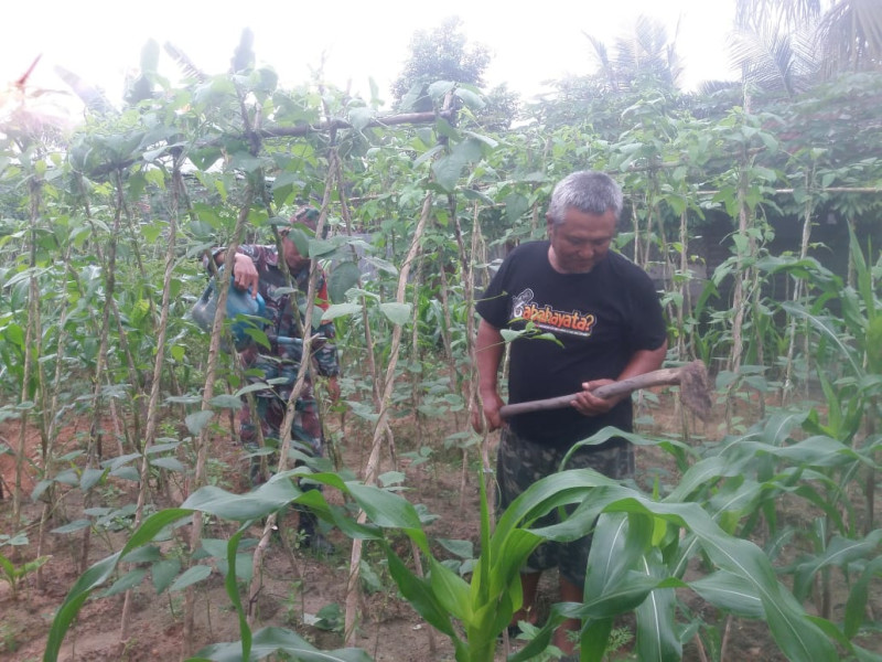 Pendampingan Penanaman Kacang Panjang Oleh Sertu Nono