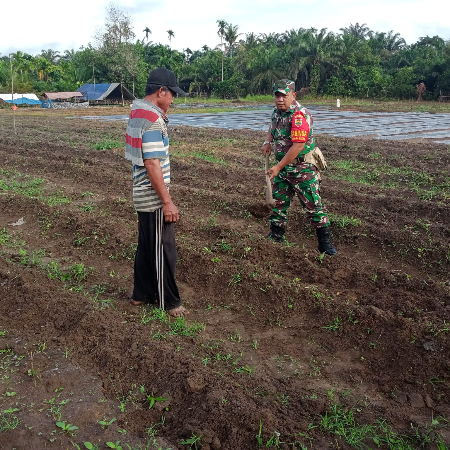 Sertu Sareh Laksanakan Pendampingan Untuk Petani Tumpang Sari